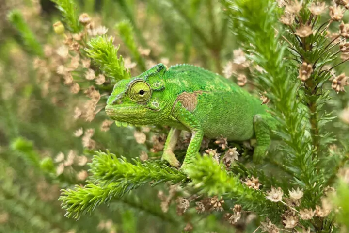 steenbok_2